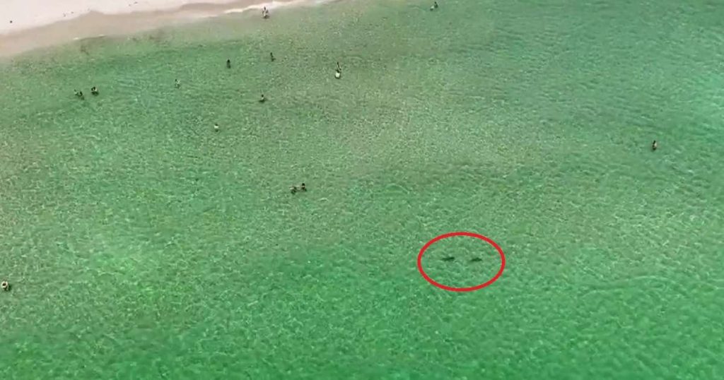 Shocking photos of sharks near swimmers on the beach in South Florida