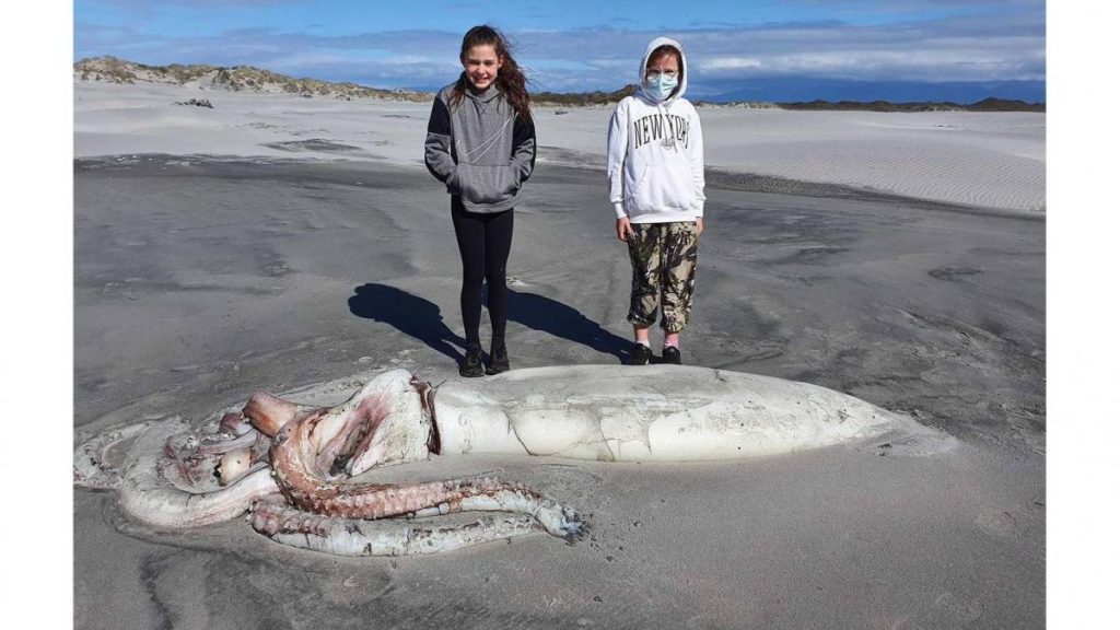 A giant squid that surprised tourists on the coast of New Zealand
