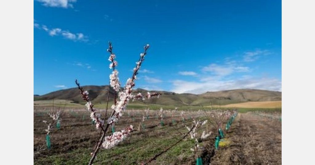 New Zealand's long-awaited apricots are nearing release
