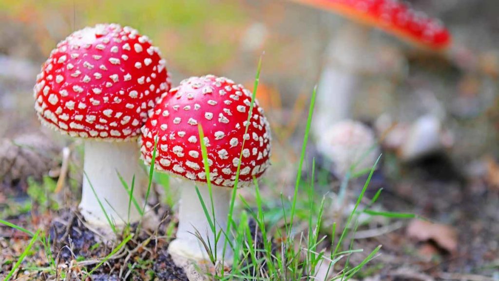 What are the characteristics of the kingdom of fungi