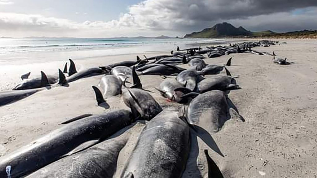 500 whales washed ashore on New Zealand islands and died