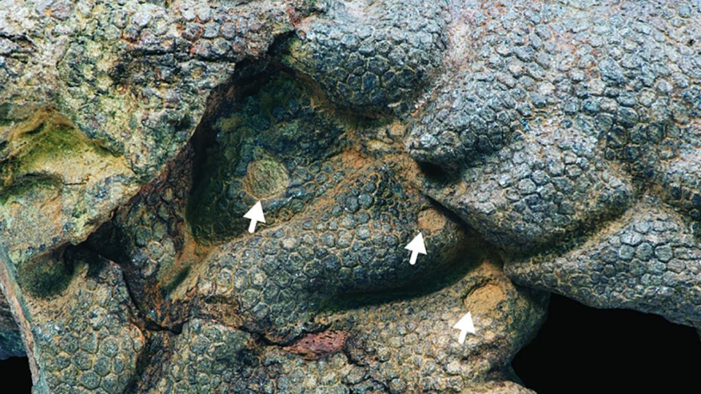 The skin of the fossilized dinosaur shows bite marks