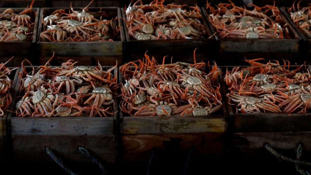Millions of snow crabs are disappearing