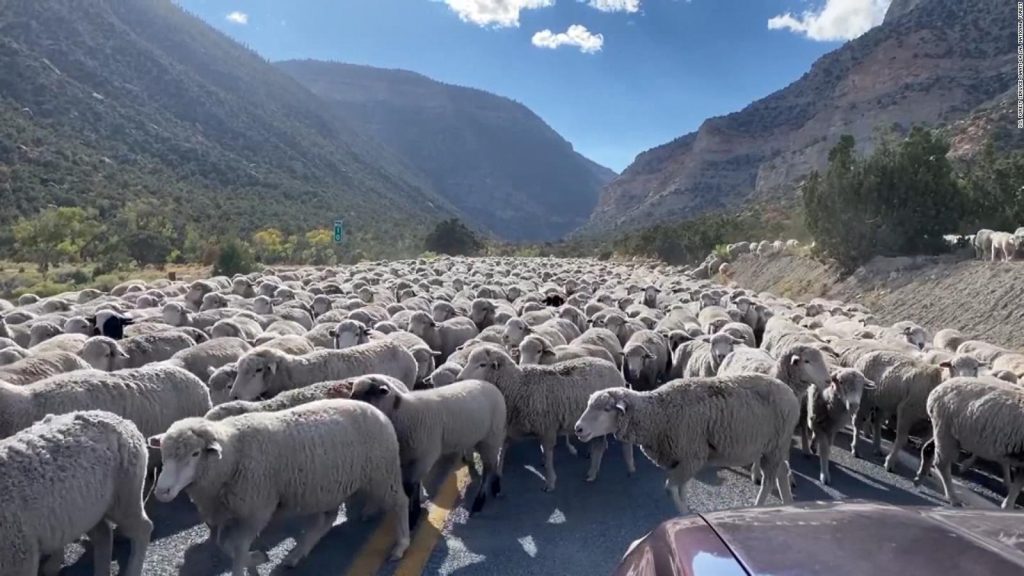 A highway in Utah was blocked by a large herd of goats