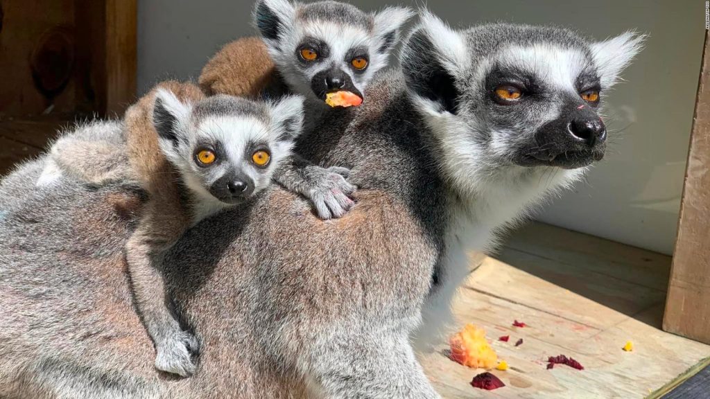 Meet Zeus, the lemur who helped clone his species at a New Zealand zoo |  Video