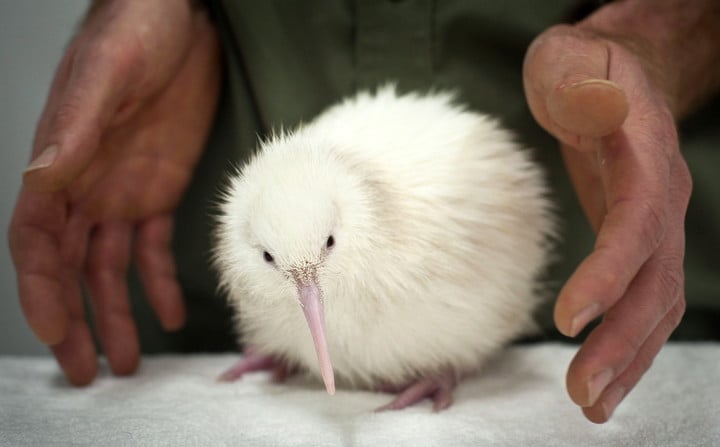 A picture of a rare white kiwi bird, one of the species that needs to be saved.  EFE/Mike Hayden/Lisa Sims