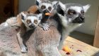 Four pairs of lemur twins born at a New Zealand zoo