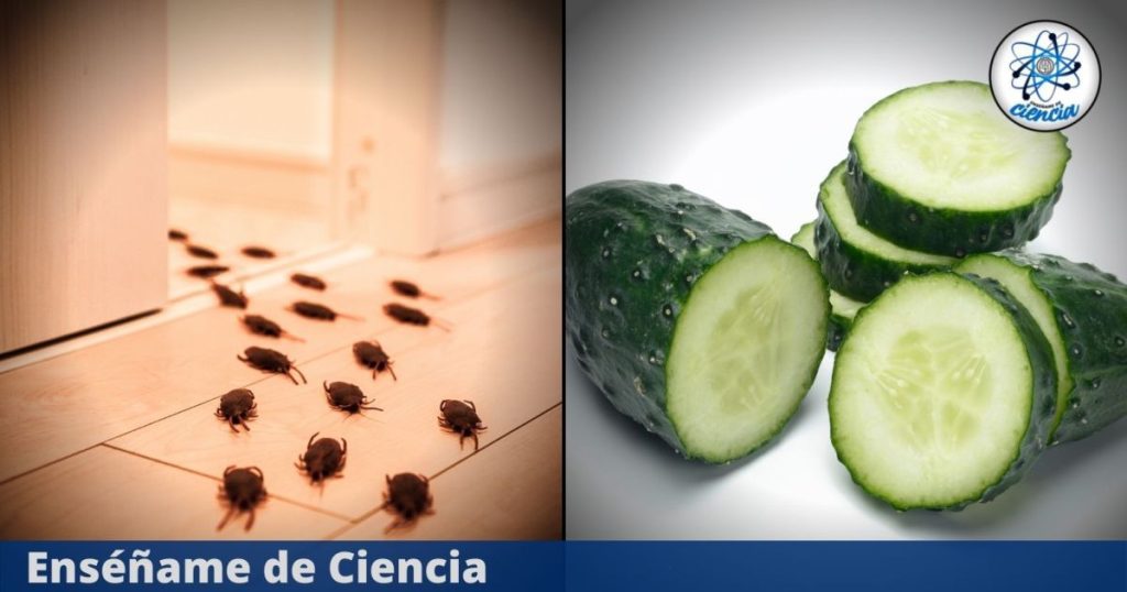 The cucumber trick that promises to keep cockroaches out of the house quickly and safely - Teach Me Science