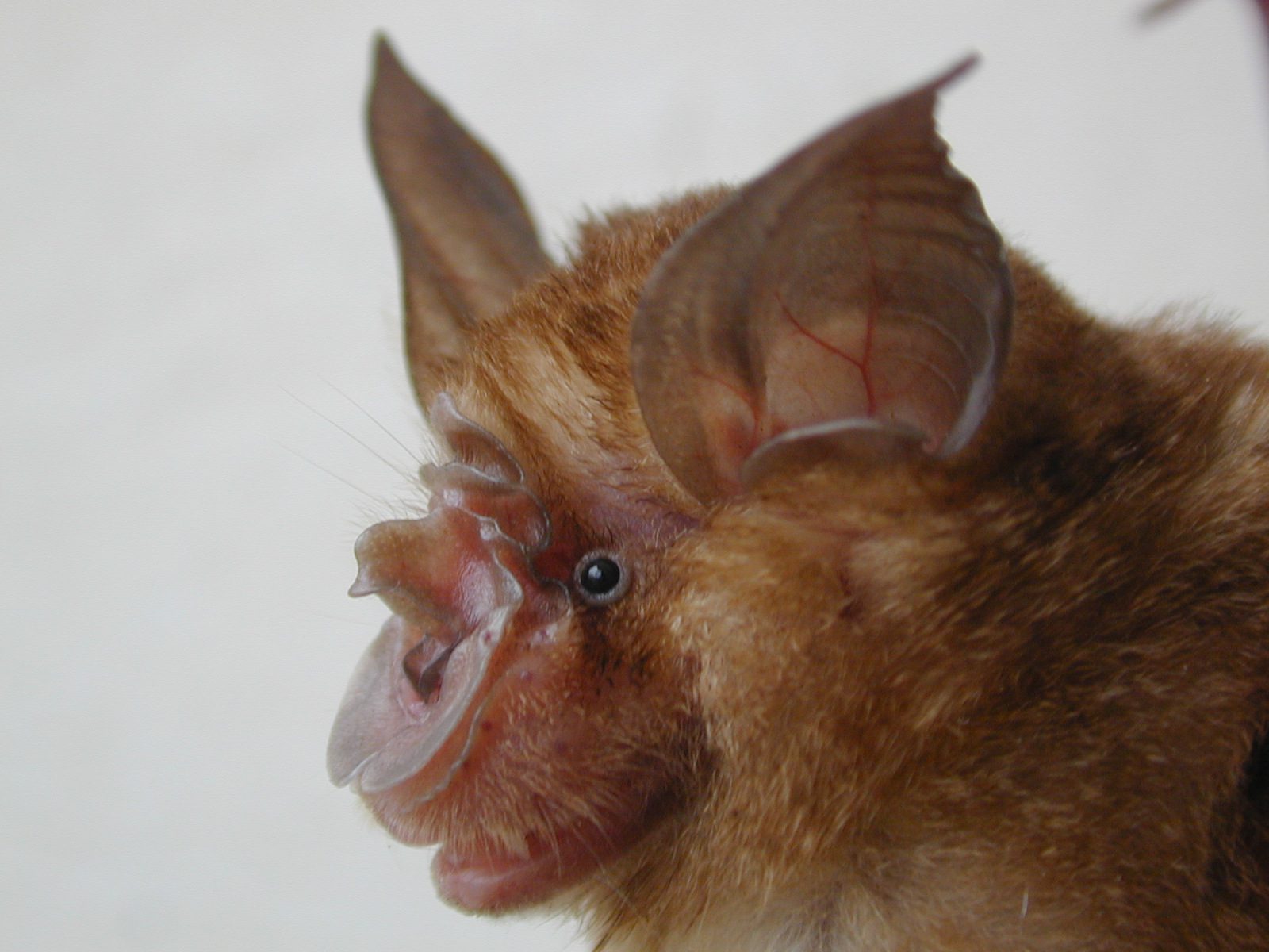 The work indicated that it would be difficult to find the direct ancestor of SARS-CoV-2 in bats / Dr. Libiao Zhang from Guangdong Institute of Applied Biological Resources, China.