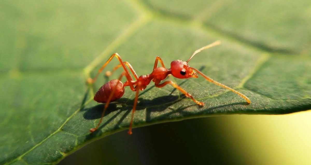 These fire ants have a terrible sting and threaten the inhabitants and animals of Hawaii
