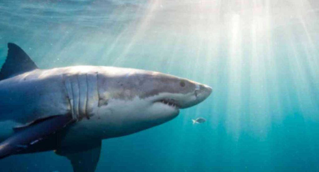 A shark jumps overboard and creates panic in New Zealanders