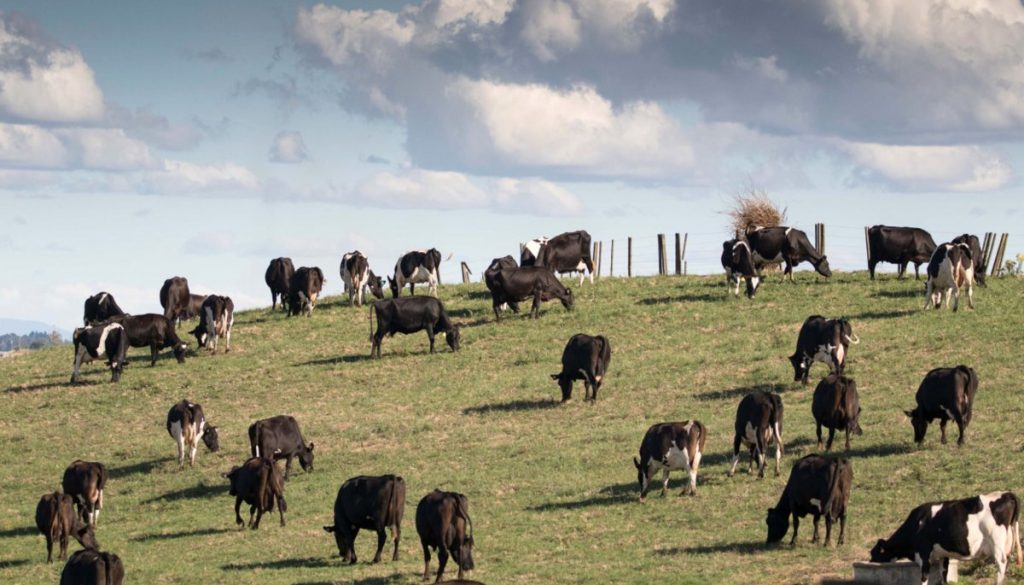 New Zealand is the first in the world to tax on-farm agricultural emissions