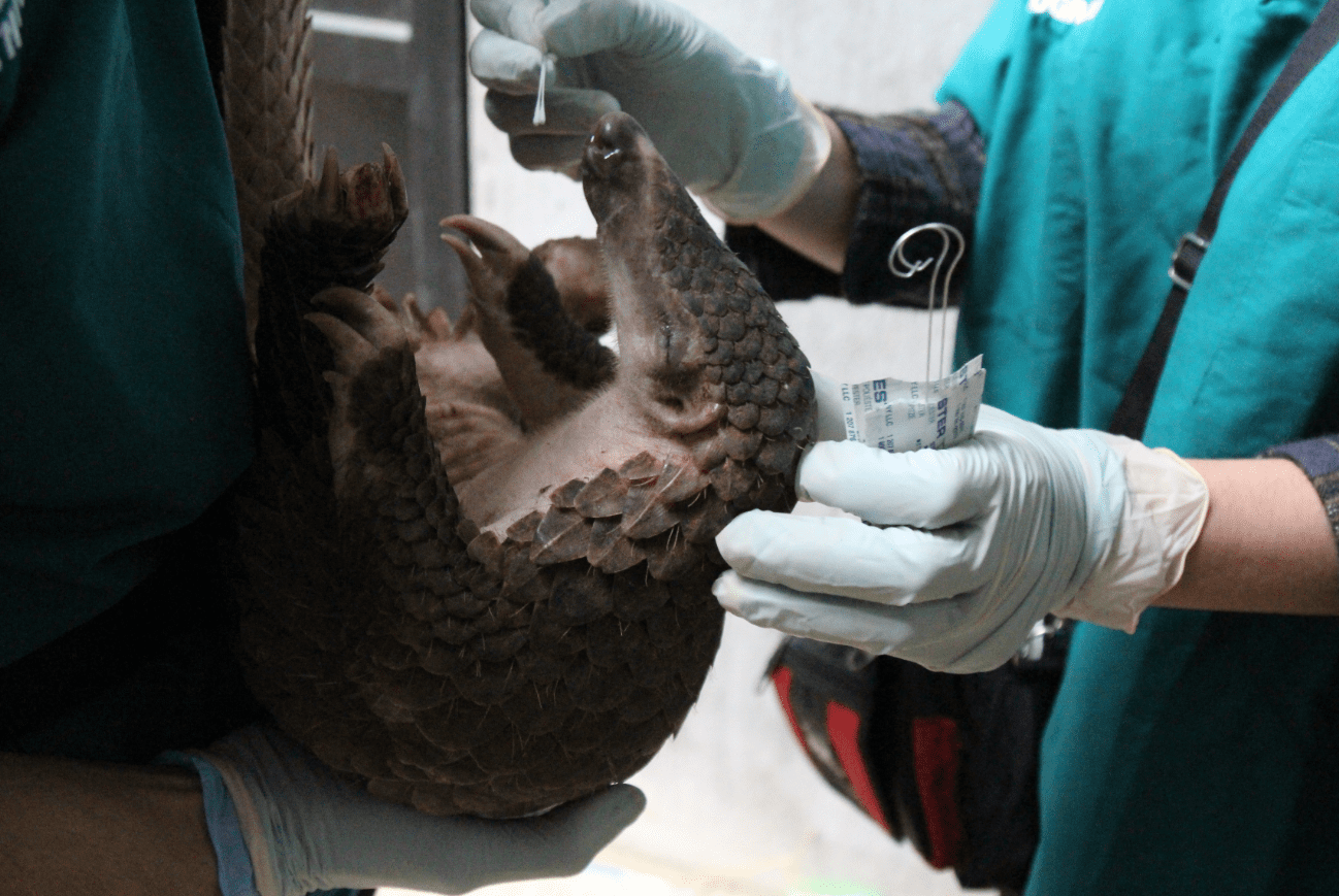 The pangolin has been identified as the intermediate animal through which the transmission from bats to humans could occur.  But there is no strong evidence yet / WCS Viet Nam