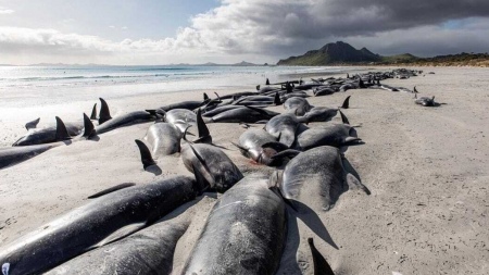 250 pilot whales die after beaching in New Zealand