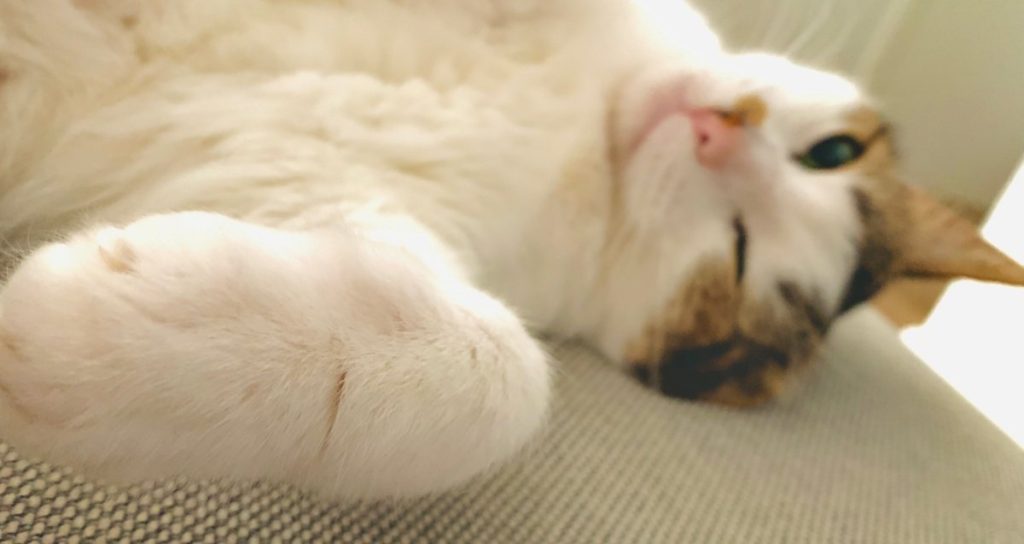 Why do cats knead?  The science behind this curious behavior