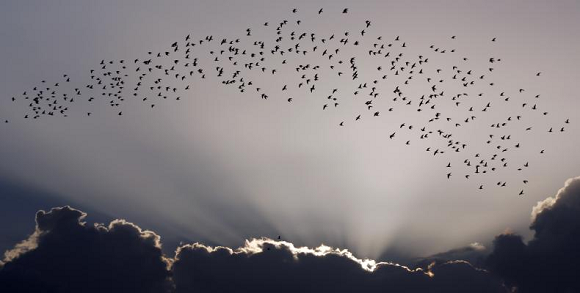 Cuba: Alert of the threat of avian influenza by migratory birds